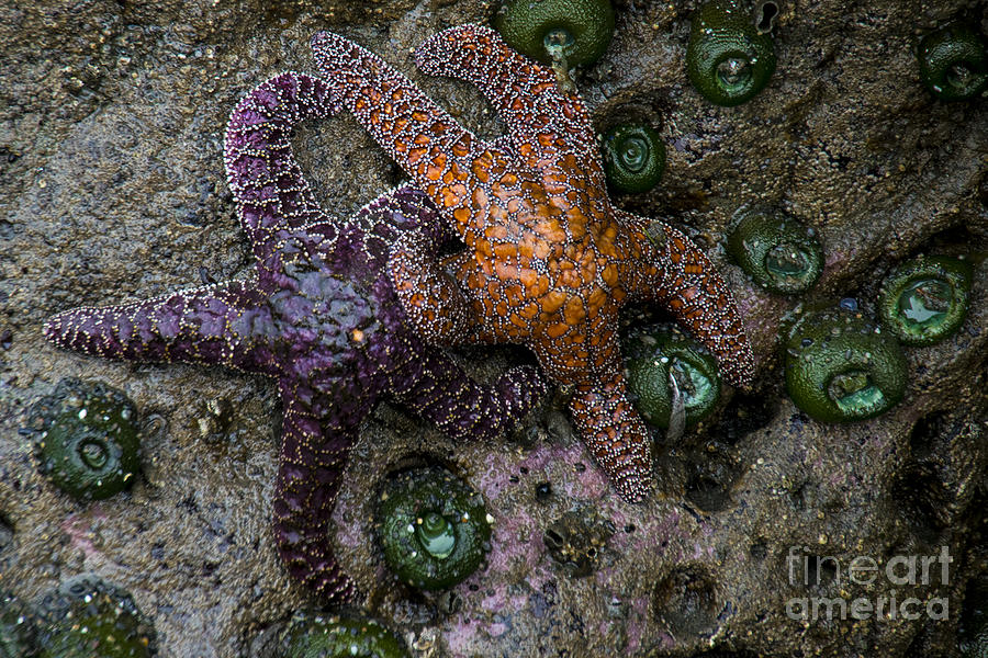 Orange and Purple Starfish II Photograph by Chuck Flewelling
