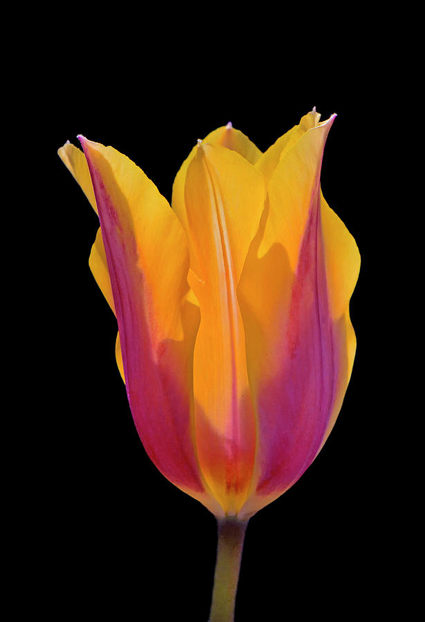 Yellow And Purple Tulip 006 Photograph by George Bostian