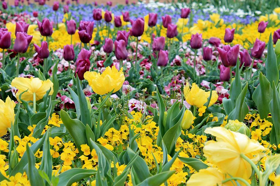 Flower Photograph - Yellow and purple tulips by Anthony Croke