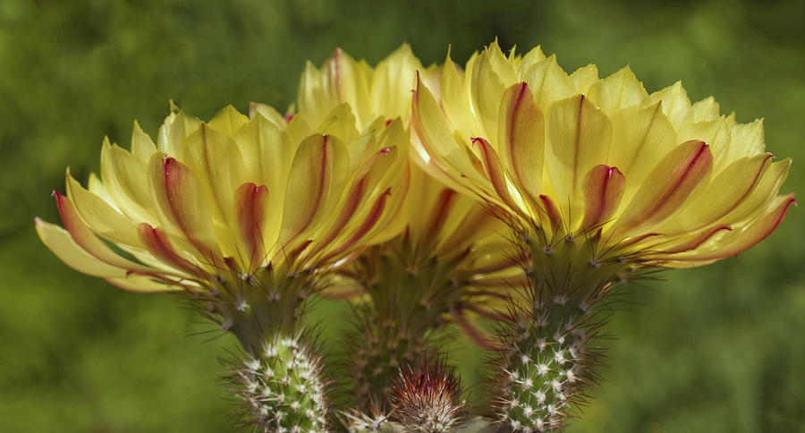 Yellow and red cactus flowers Photograph by Elvira Butler