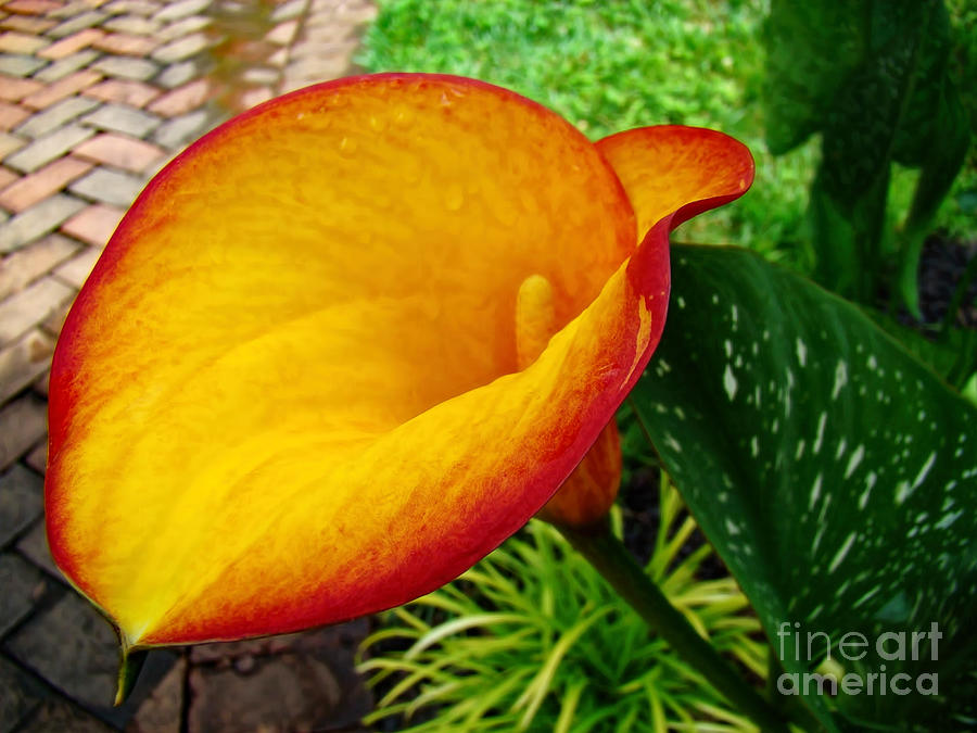 Yellow and Red Calla Lily Photograph by Sue Melvin