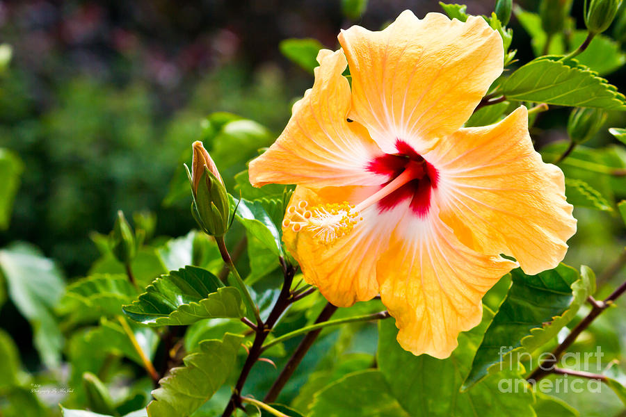 Yellow And Red Hibiscus Photograph
