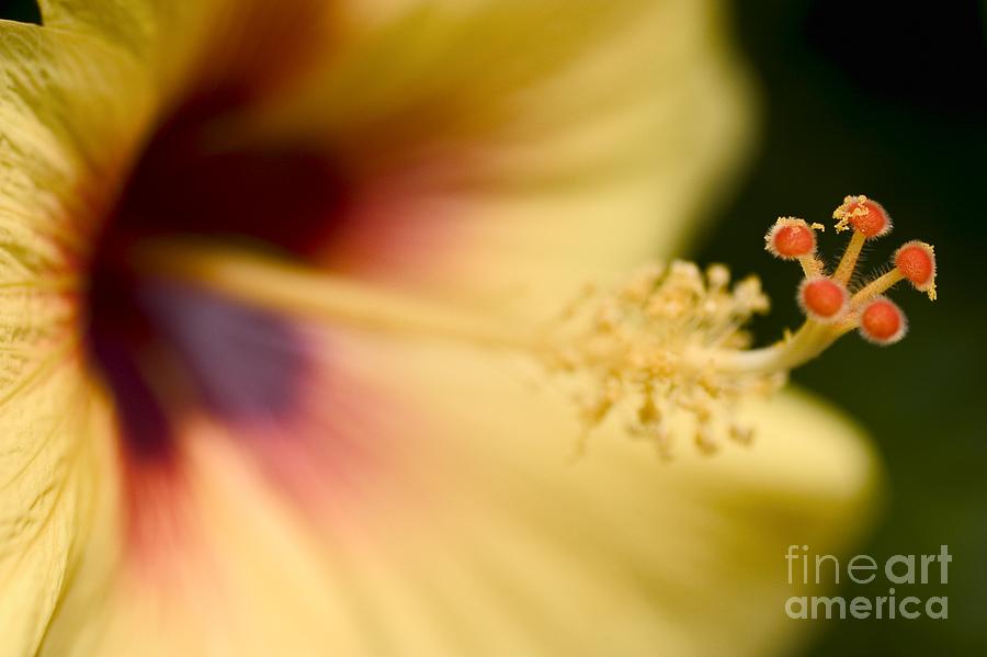 Yellow And Red Hibiscus Photograph by Tomas del Amo - Printscapes