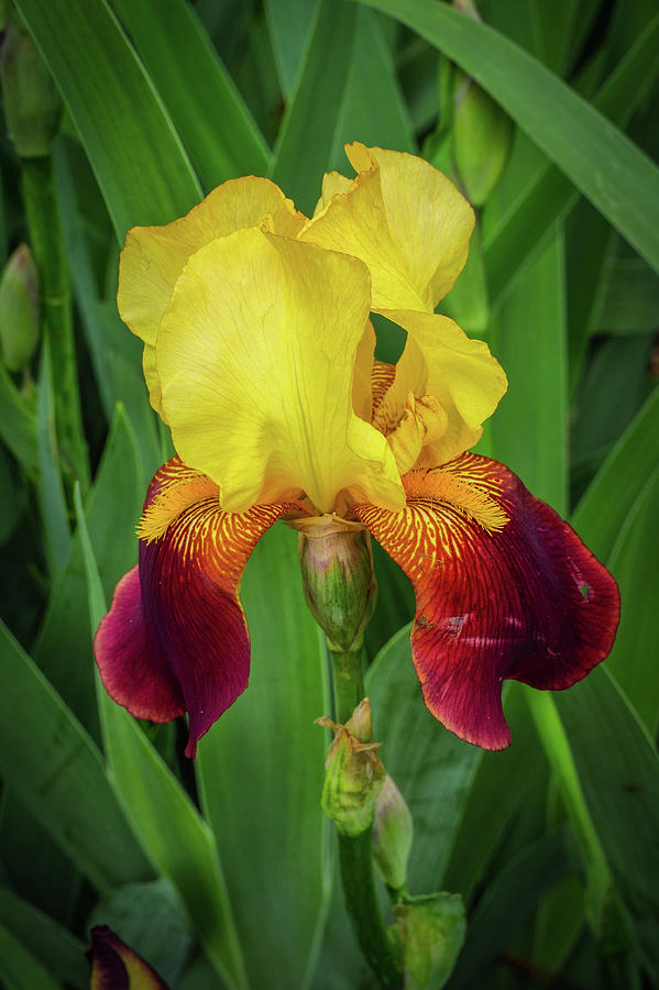 Yellow and Red Iris Photograph by Charlie Choc - Pixels