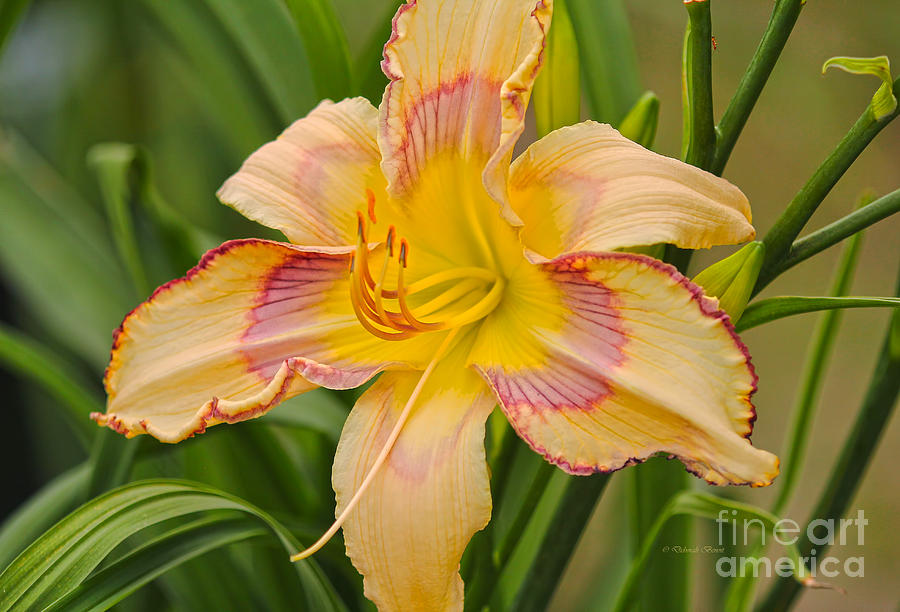 Yellow and Red Lily Photograph by Deborah Benoit