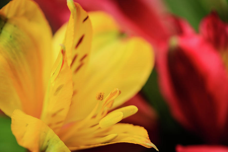 Yellow and Red Peruvian Lily Macro Photograph by Joni Eskridge