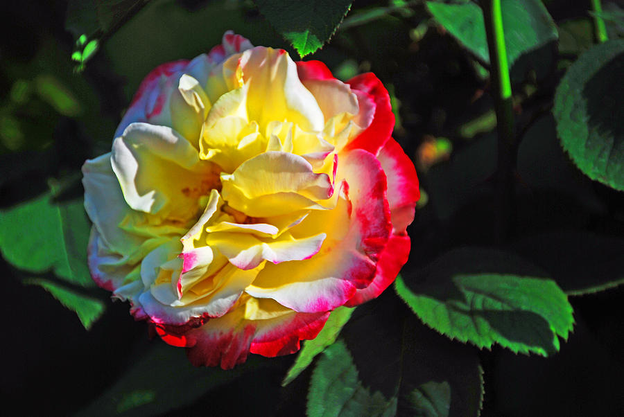 Yellow and red rose Photograph by Bill Jonscher