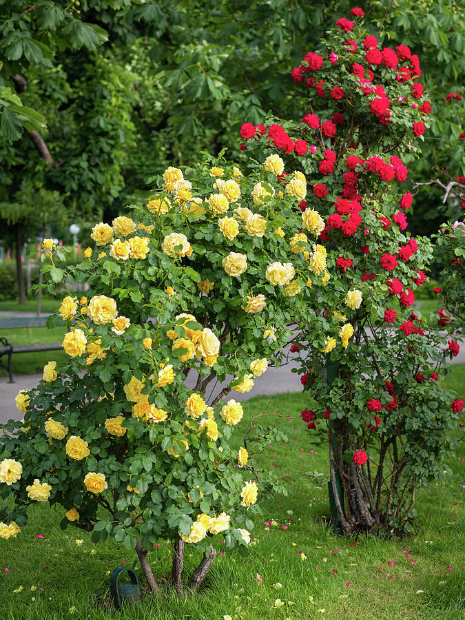 Yellow And Red Rose Bushes With Many Flowers Photograph By Stefan