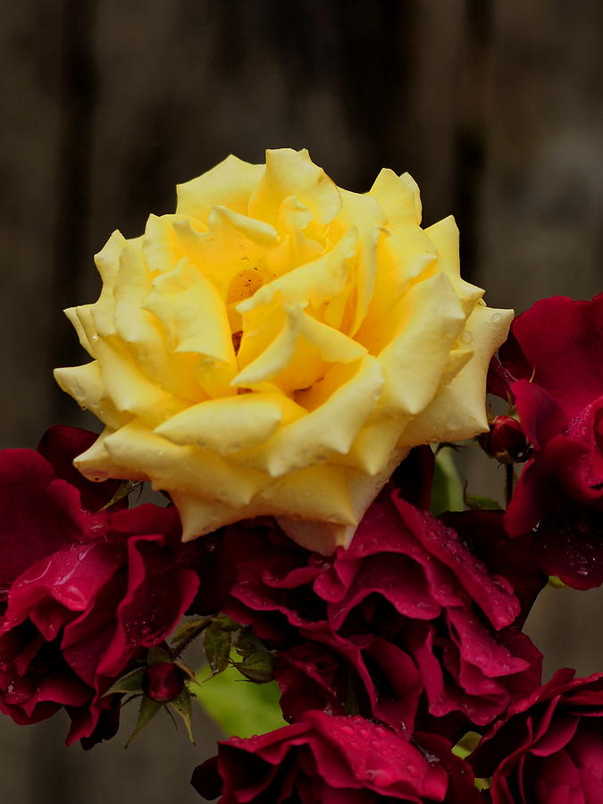  Yellow and Red Rose Photograph by Richard Thomas