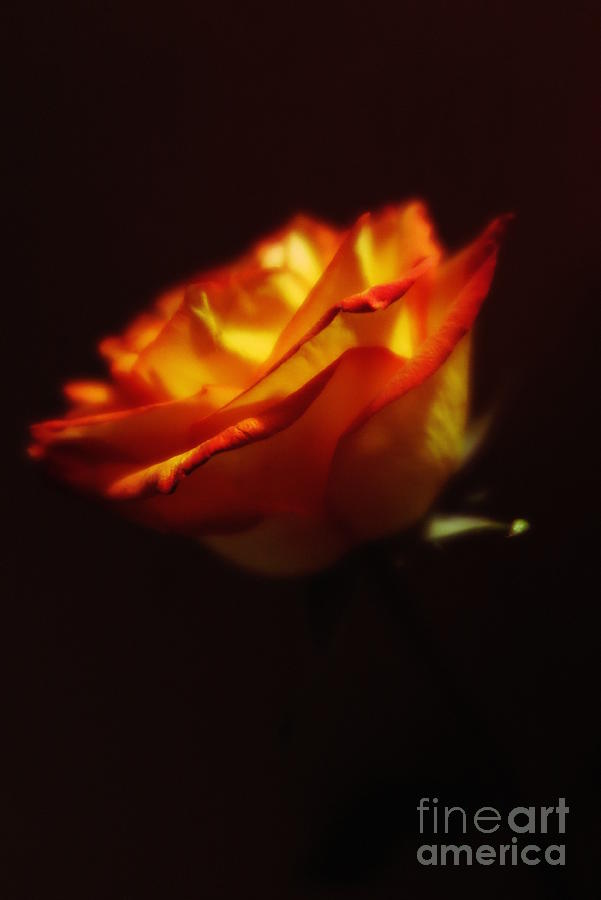 Yellow and Red Rose Photograph by Tara Shalton