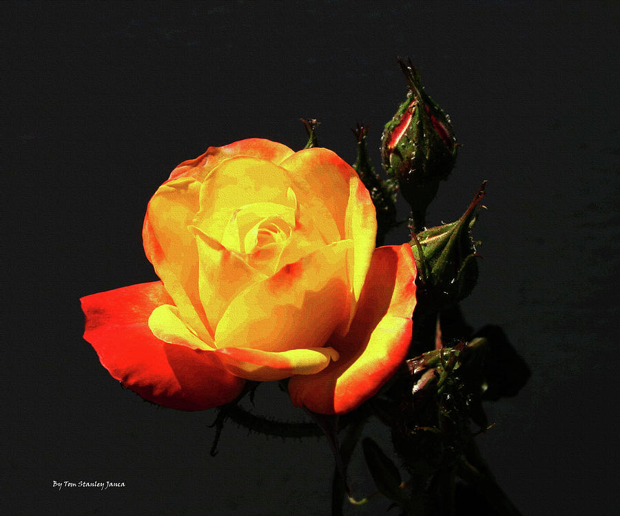 Yellow And Red Rose  Digital Art by Tom Janca