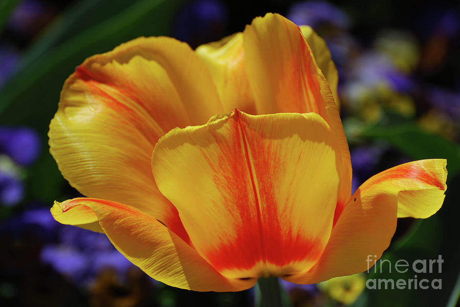 Yellow and Red Striped Flowering Tulip Flower Blossom Photograph by DejaVu Designs