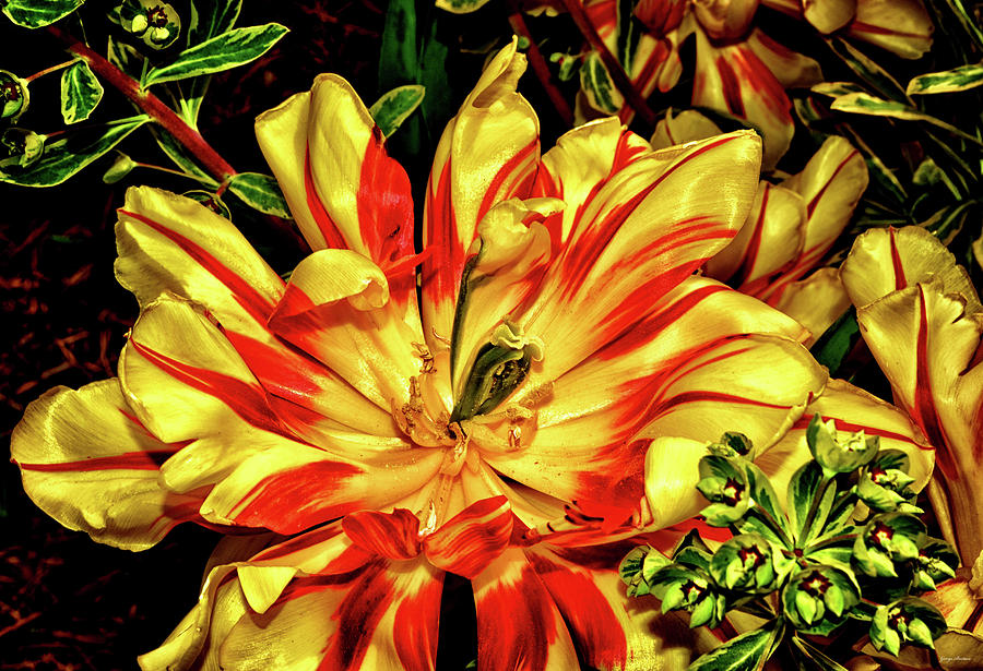 Yellow And Red Tulip 003 Photograph by George Bostian