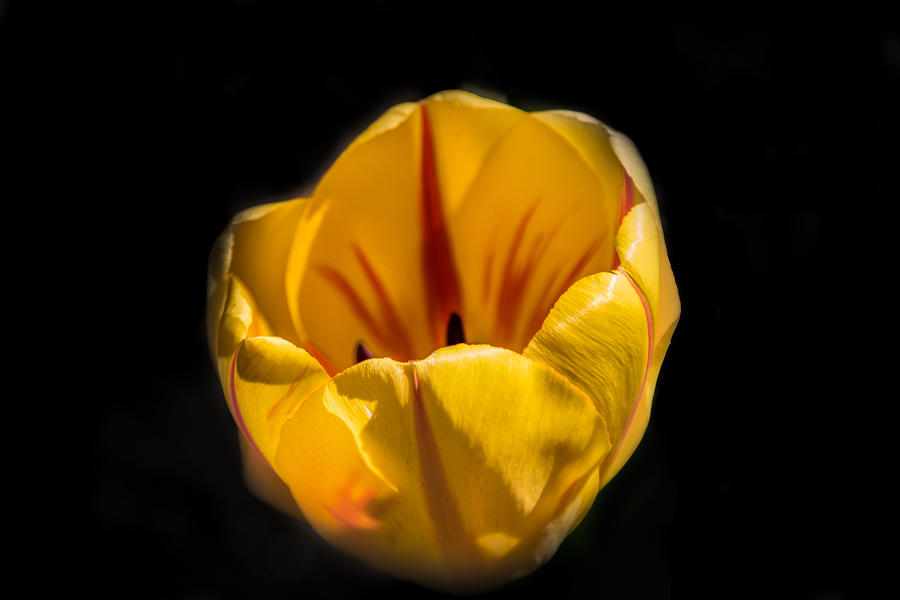 Yellow and Red Tulip Photograph by Jay Stockhaus