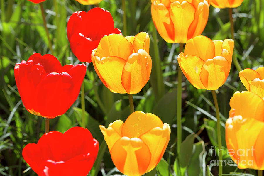 Yellow and red tulips backlit by the sun Photograph by Louise Heusinkveld