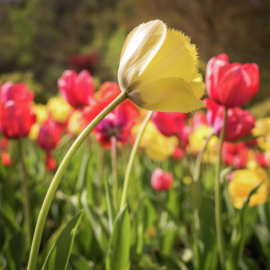 Yellow and Red Tulips in Spring 2018 Square Photograph by Terry DeLuco