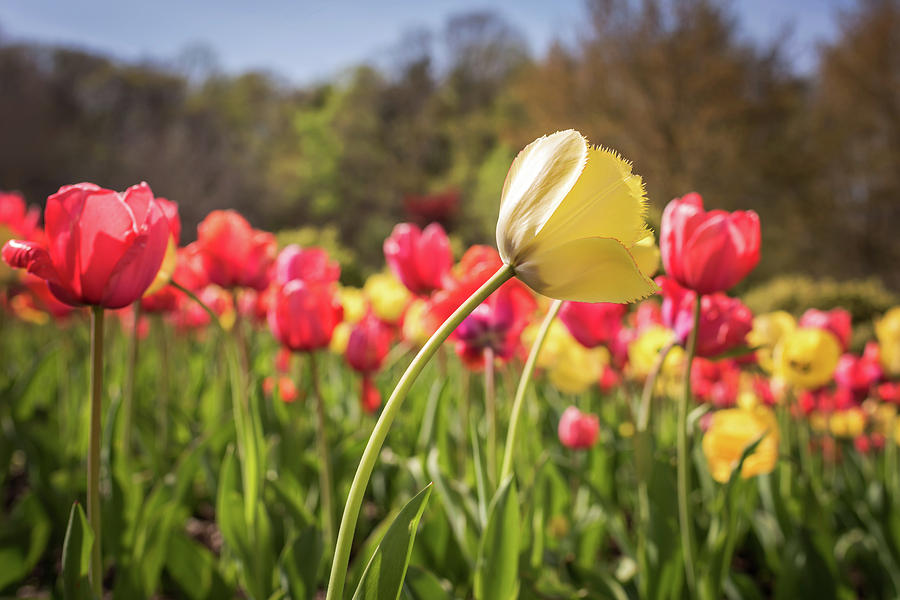 Yellow and Red Tulips in Spring 2018 Photograph by Terry DeLuco
