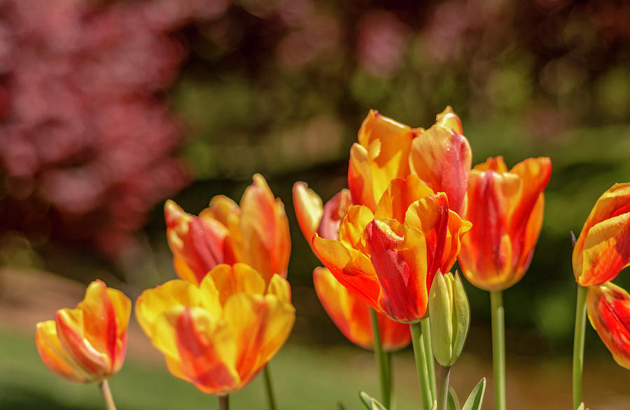 Yellow and Red Tulips Photograph by Keith Smith | Fine Art America