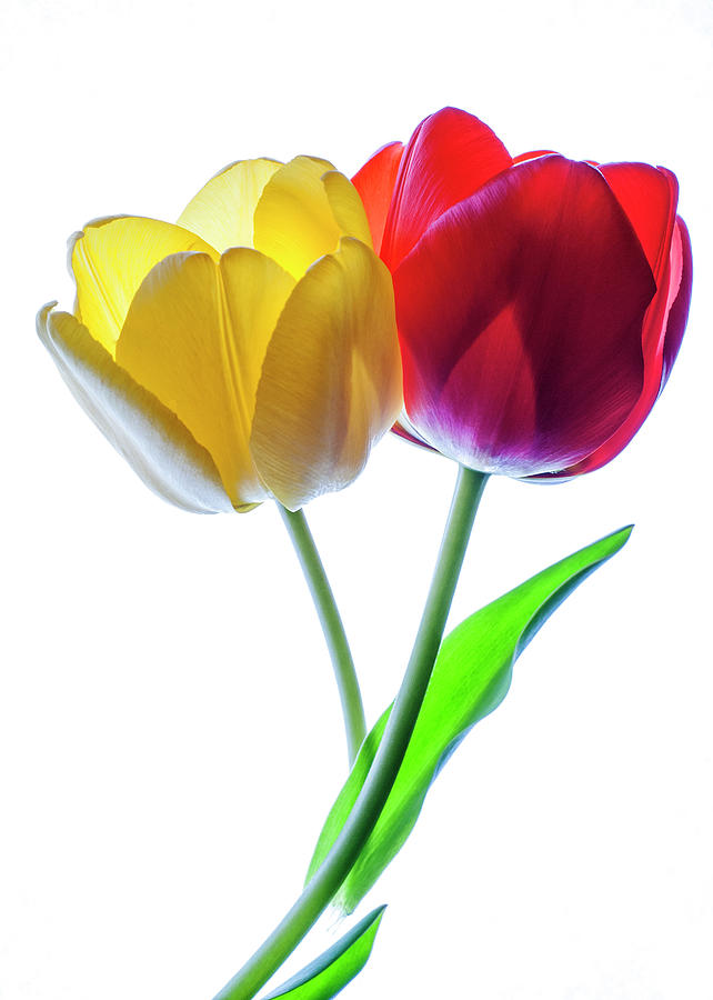 Yellow and Red tulips on white Photograph by Vishwanath Bhat