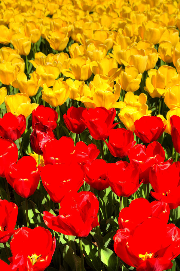 Yellow and Red Tulips Photograph by FineArtRoyal Joshua Mimbs