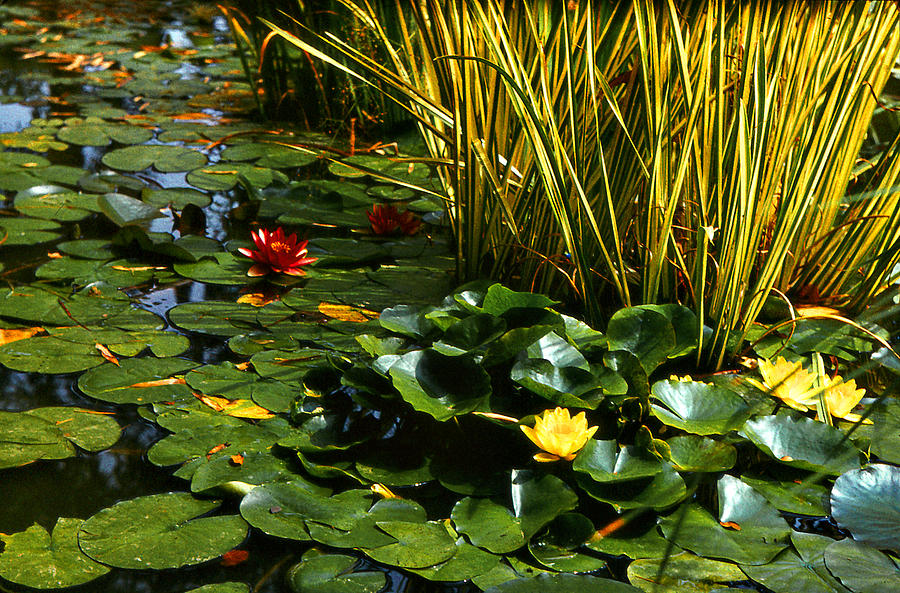 Flower Photograph - Yellow and Red Water Lilies in a Pond by Linandara Linandara
