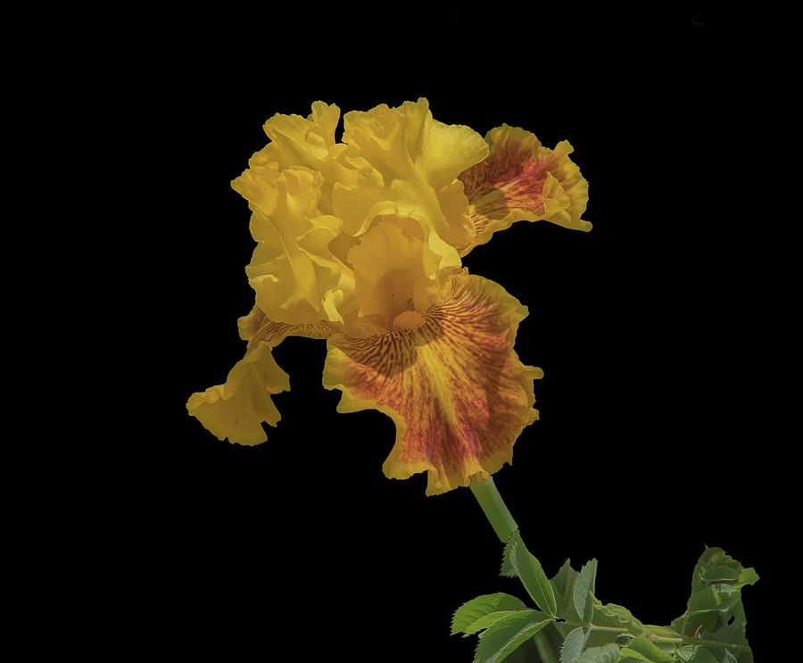 Yellow and Rust Iris on Black Background Photograph by Lowell Monke