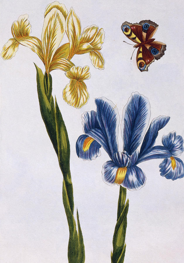 Iris Painting - Yellow and Violet Irises by Pierre-Joseph Buchoz