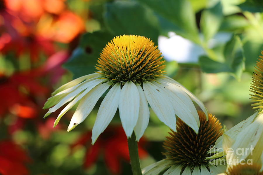 Yellow and White Coneflower Photograph by Elizabeth Dow