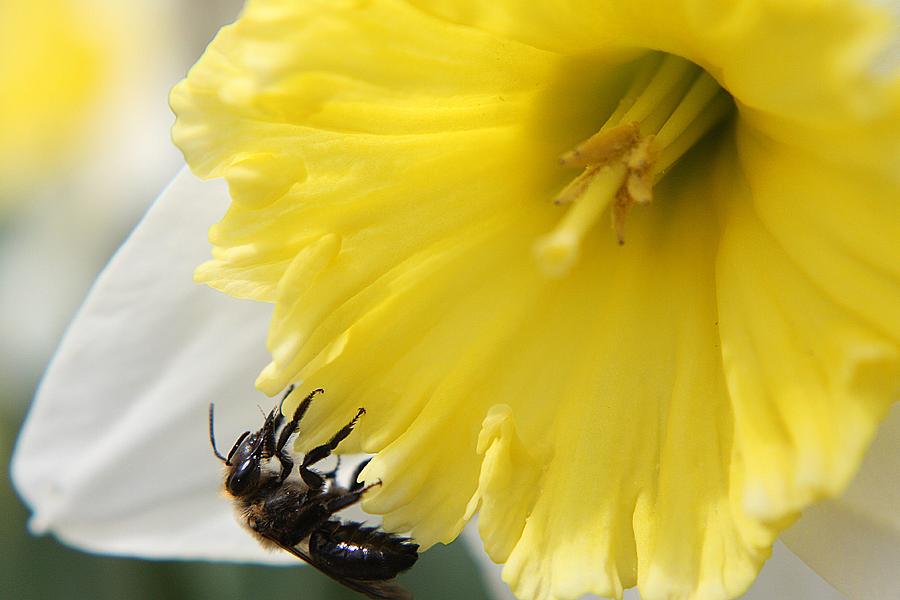 Spring Photograph - Yellow and White Daffodil with Bee by Scott Hovind