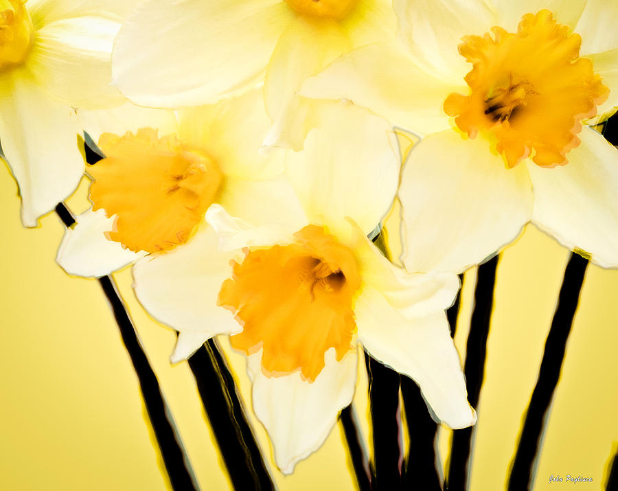 Yellow and white daffodils. Photograph by John Pagliuca