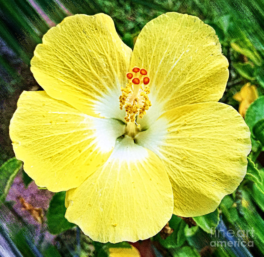 Yellow And White Photograph