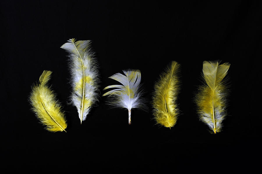 Yellow and White Fluffs Photograph by Randi Grace Nilsberg