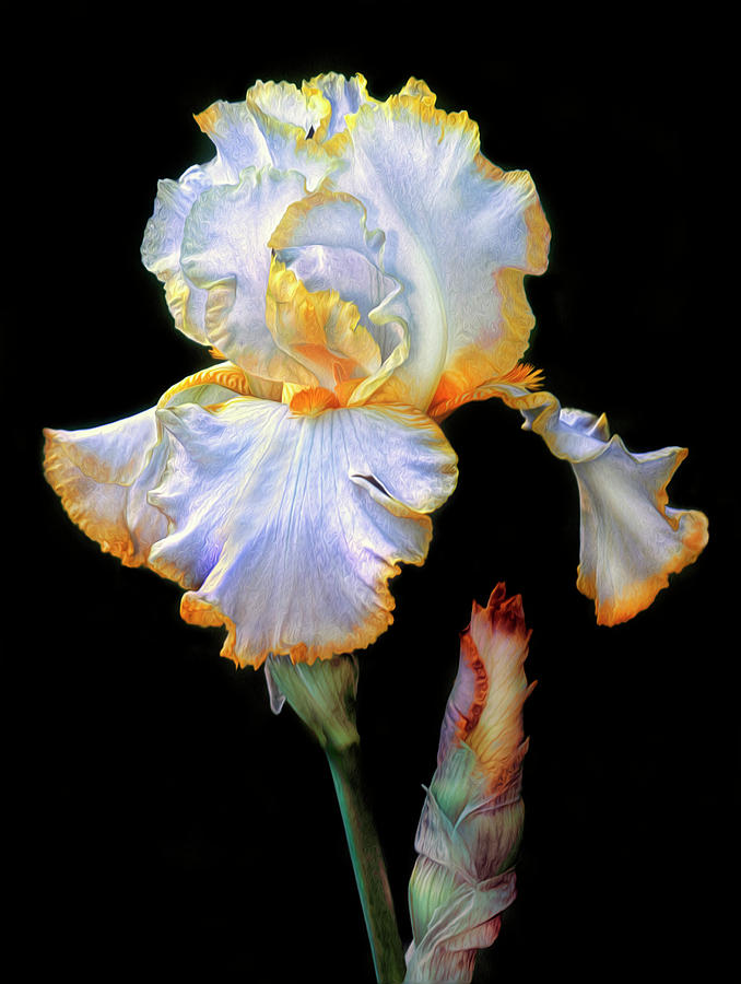 Iris Photograph - Yellow and White Iris by Dave Mills