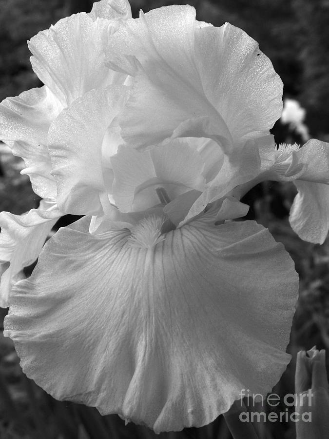 Iris Photograph - Yellow and White Iris in BW by Kathy McClure