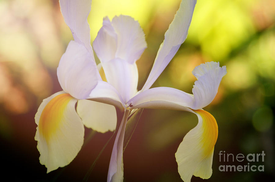 Yellow and white iris Photograph by Milleflore Images