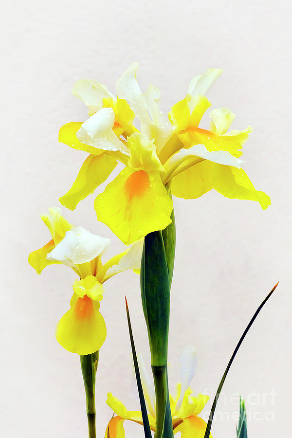 Yellow and White Iris  Photograph by Terri Waters