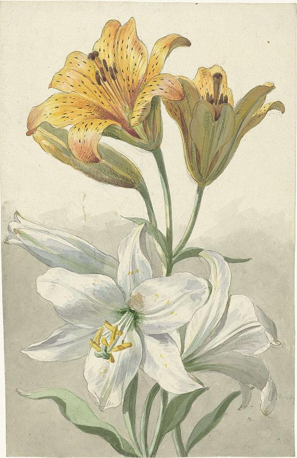 Yellow and white lilies, Willem van Leen, ca. 1780 Painting by Celestial Images