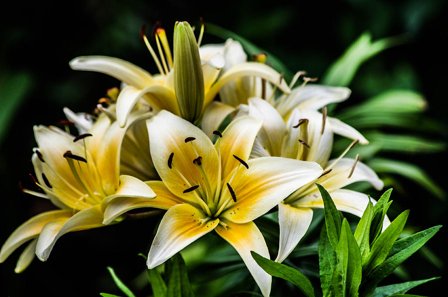Yellow and white lilys Photograph by Gerald Kloss