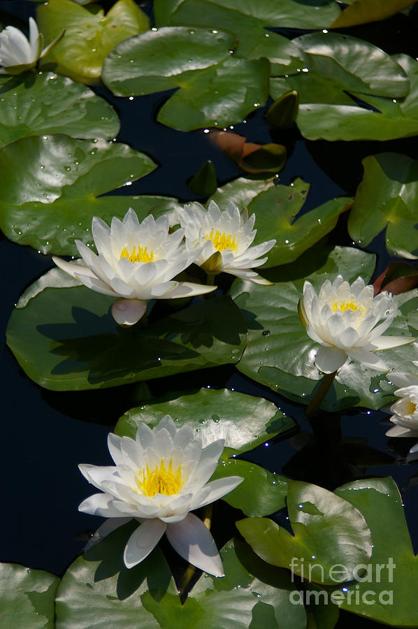Yellow and White Lotus Waterlilies Photograph by Jackie Irwin