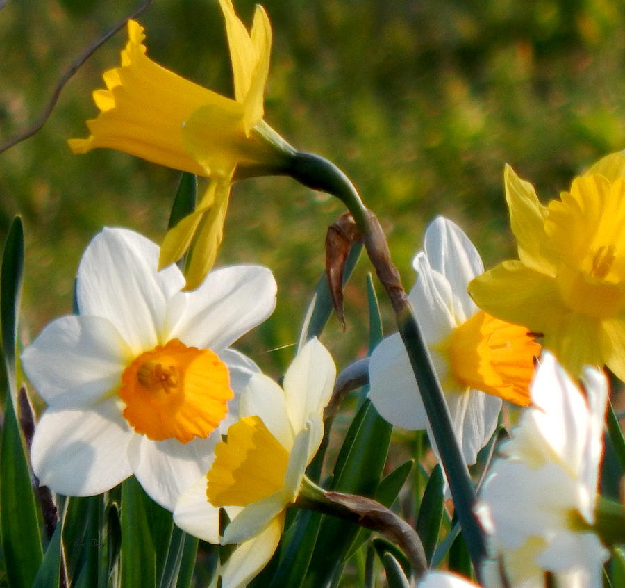 Spring Photograph - Yellow and White Medley by Wild Thing