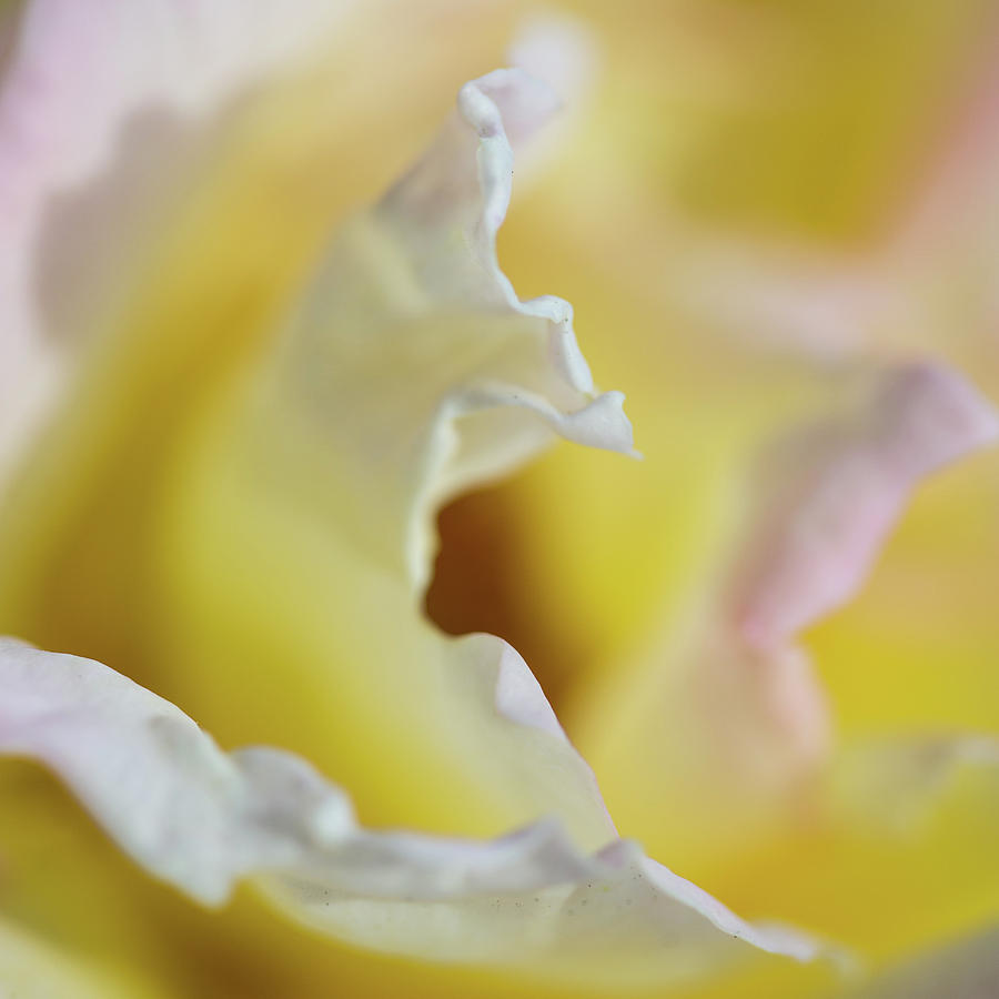 Yellow And White Photograph
