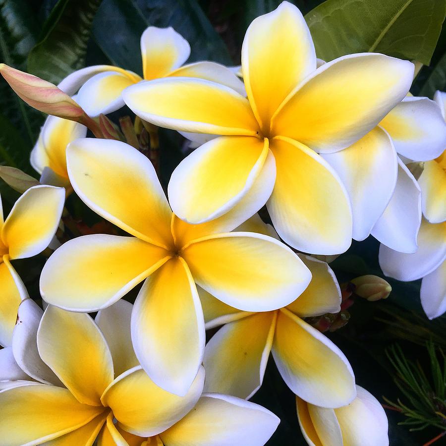 Yellow and White Plumeria Photograph by Brian Eberly