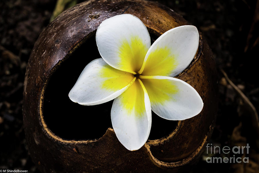 Yellow And White  Plumeria Flower Photograph by Mitch Shindelbower
