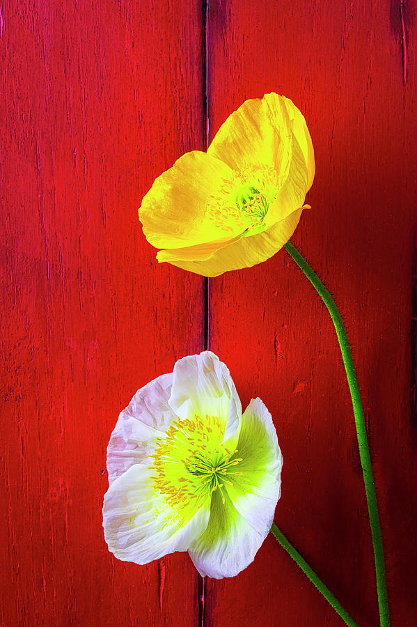 Yellow And White Poppies Photograph by Garry Gay