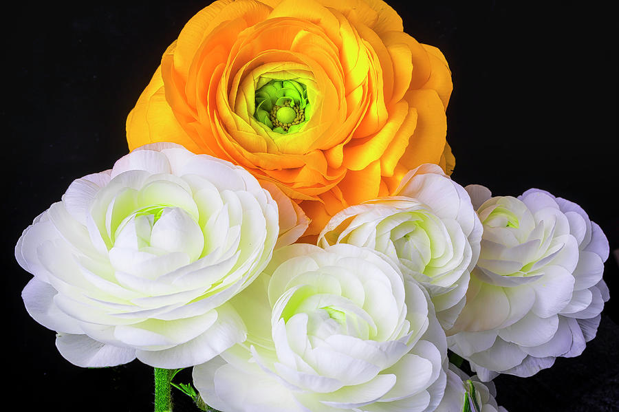 Yellow And White Ranunculus Photograph by Garry Gay
