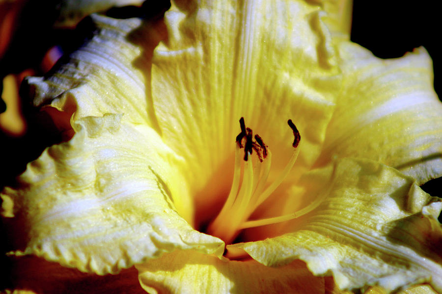 Yellow And White Striped Daylily 2961 H_2 Photograph