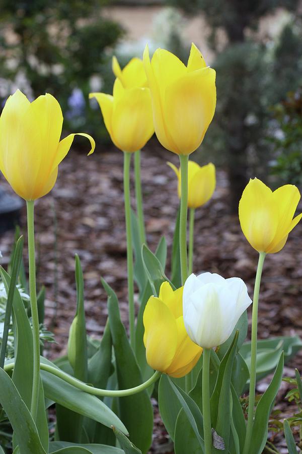 Yellow and White Tulips in Spring Photograph by Sheila Brown