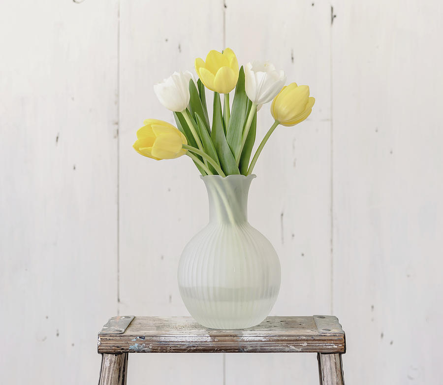 Tulip Photograph - Yellow and White Tulips by Kim Hojnacki