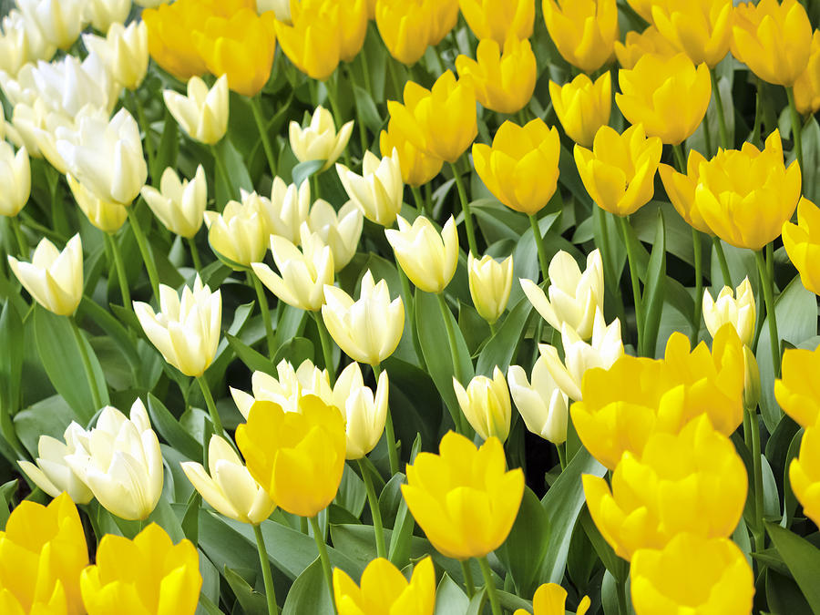 Yellow and White Tulips Photograph by Kyle Wasielewski