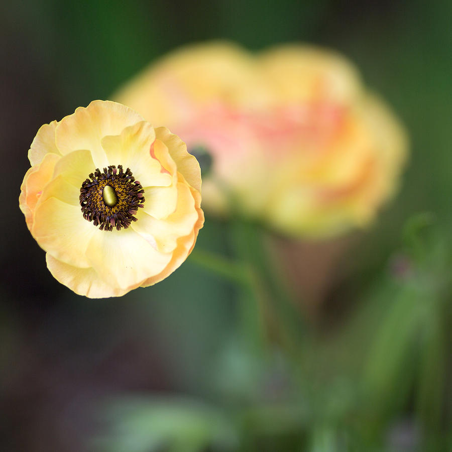 Yellow Anemone Center  Photograph by Rebecca Cozart